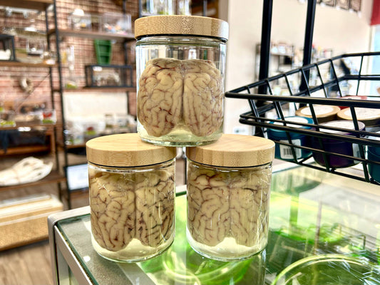 Mz. Jones’ Curio, Inc. - Sheep Brain Jars