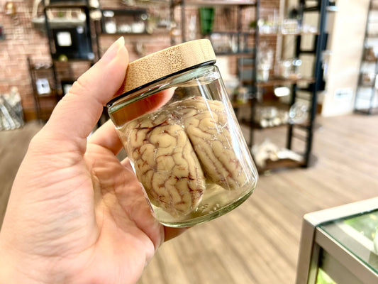 Mz. Jones’ Curio, Inc. - Sheep Brain Jars