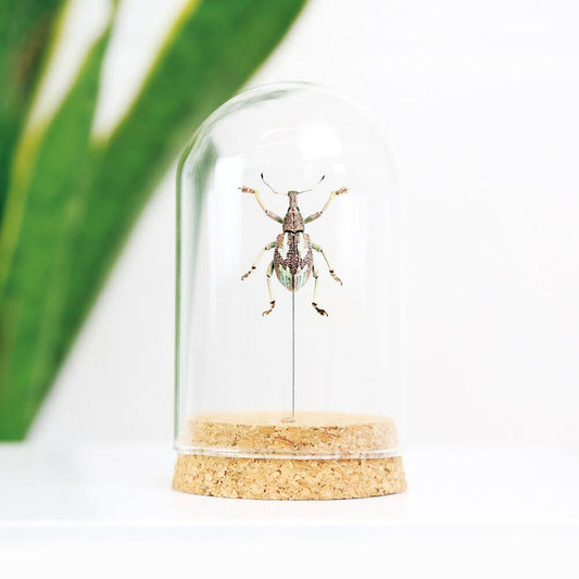 Turquoise Weevil Bell Jar - The Oddity Den