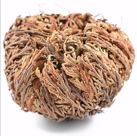 Rose of Jericho, Resurrection Flower - The Oddity Den