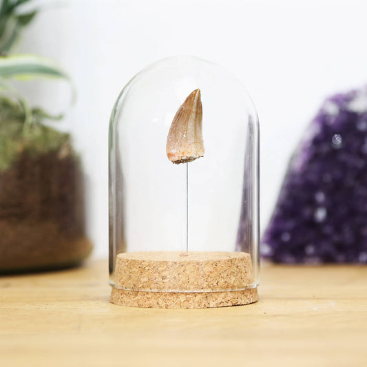 Curated Studio - Mosasaur Tooth Bell Jar - The Oddity Den