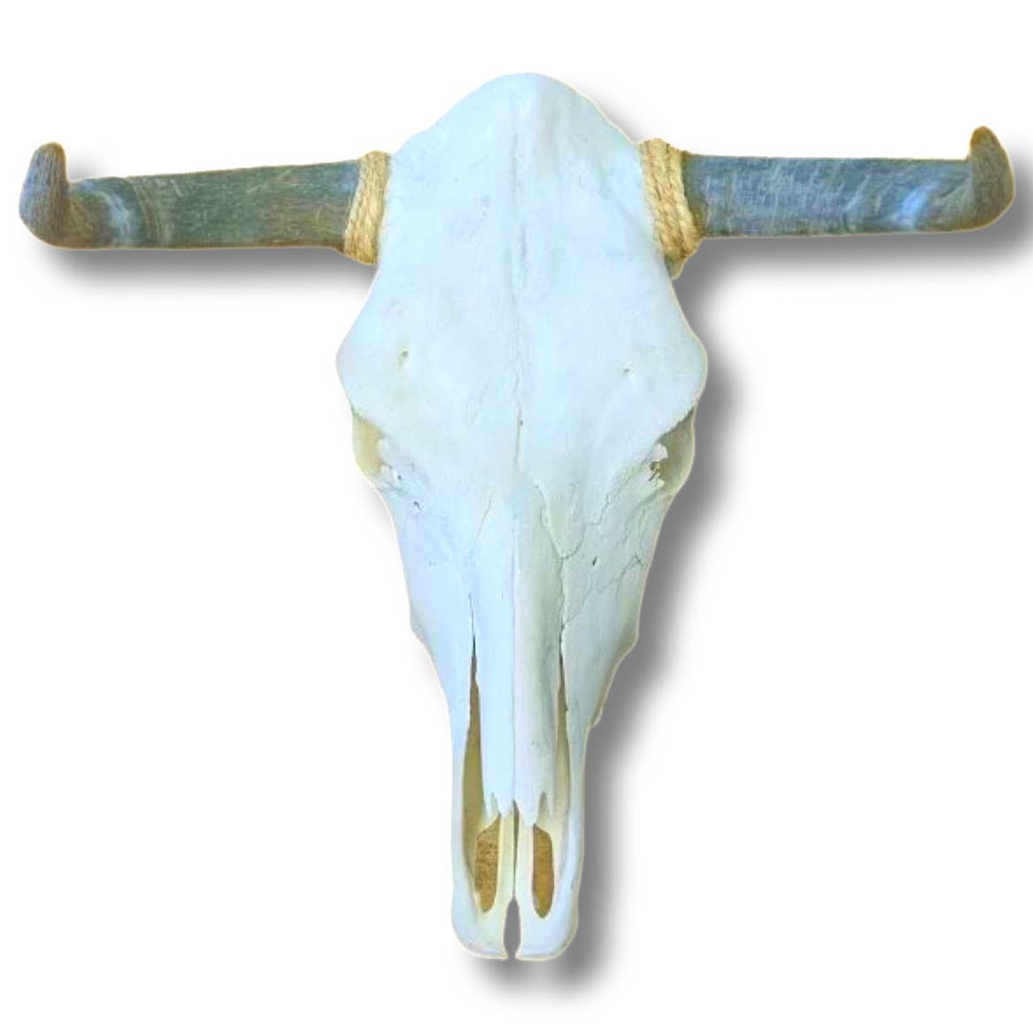 Real Cattle Steer Skull - Life Size Natural Bone Wall Accent - The Oddity Den