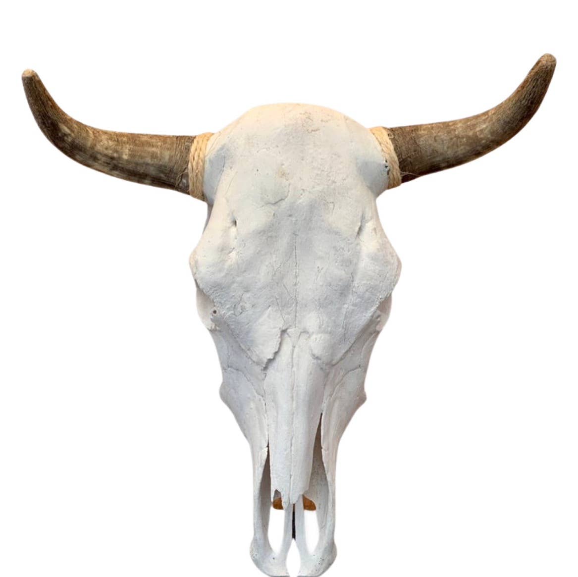 Real Cattle Steer Skull - Life Size Natural Bone Wall Accent - The Oddity Den